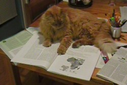 Prof's cat lying on book and reader