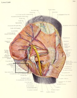 Pernkopf's Atlas, 1989 ed., figure 336